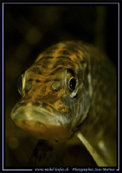 Face to face with this beautiful and young pike fish.... :O) by Michel Lonfat 